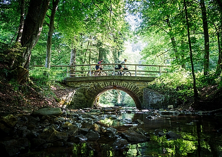 Im Wald © Schwäbische Alb Tourismus/Saddle Stories
